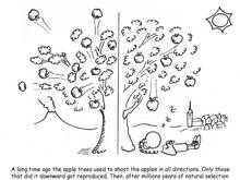 apple tree