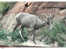 zion04