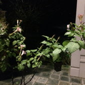 Datura, in the evening, Triple blooms, toxic, but worth it.
