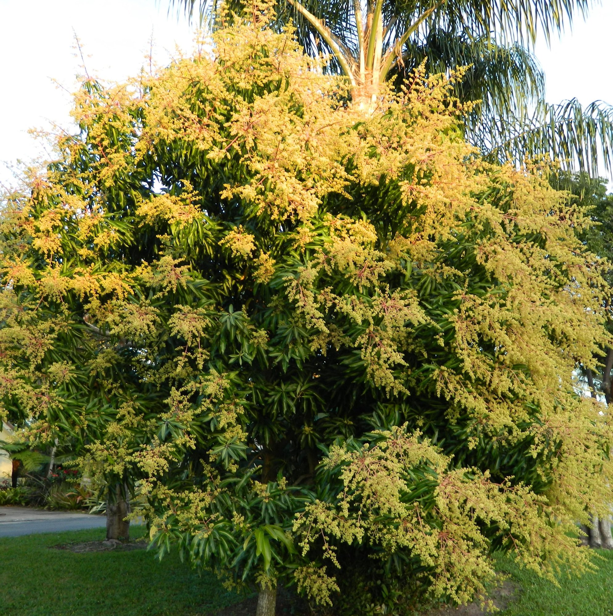 Mango Tree in full bloom. Sho... photo by JambaJungle on Garden Showcase