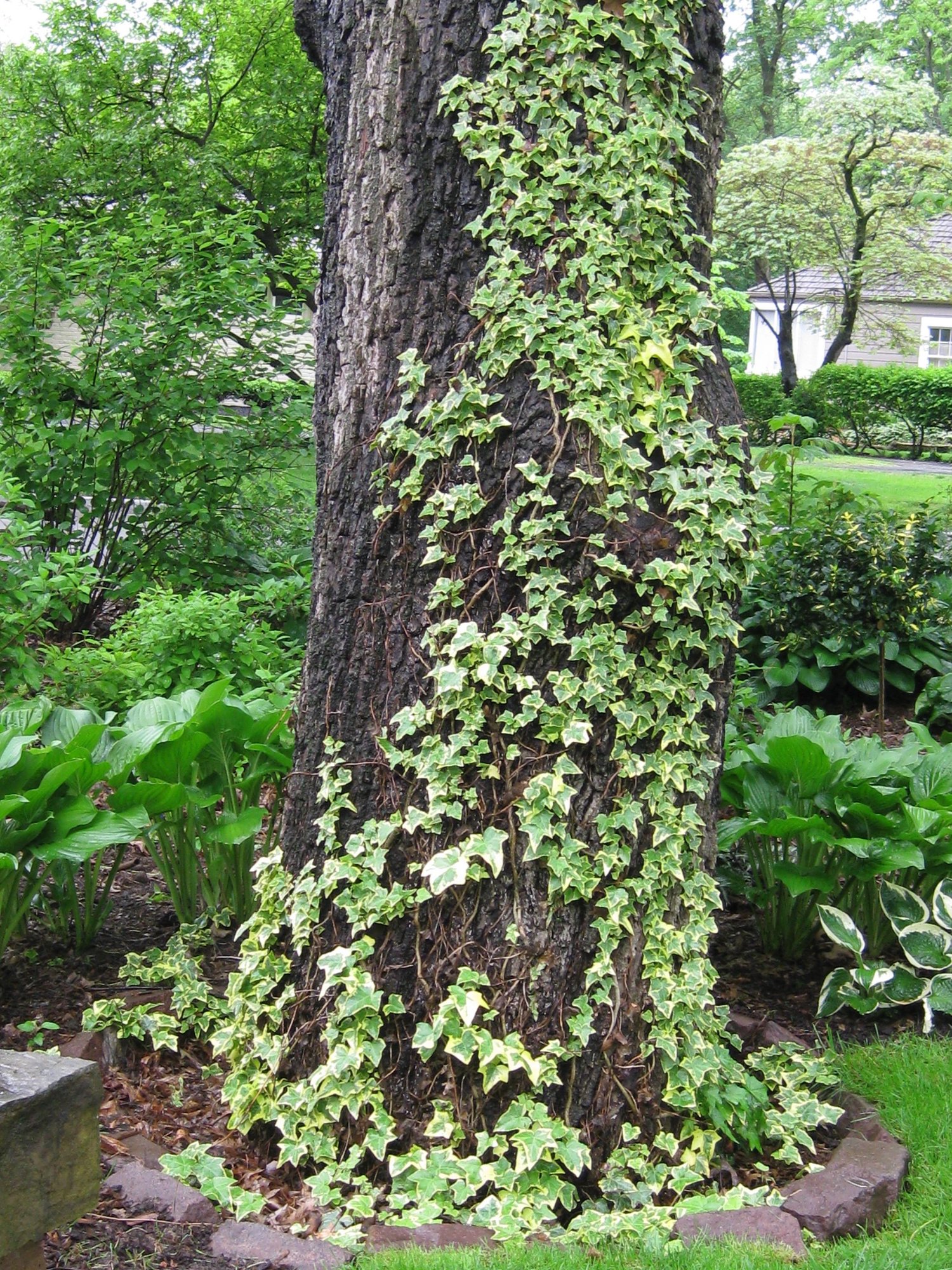 variegated-english-ivy-grows-o-photo-by-leawoodgardener-on-garden