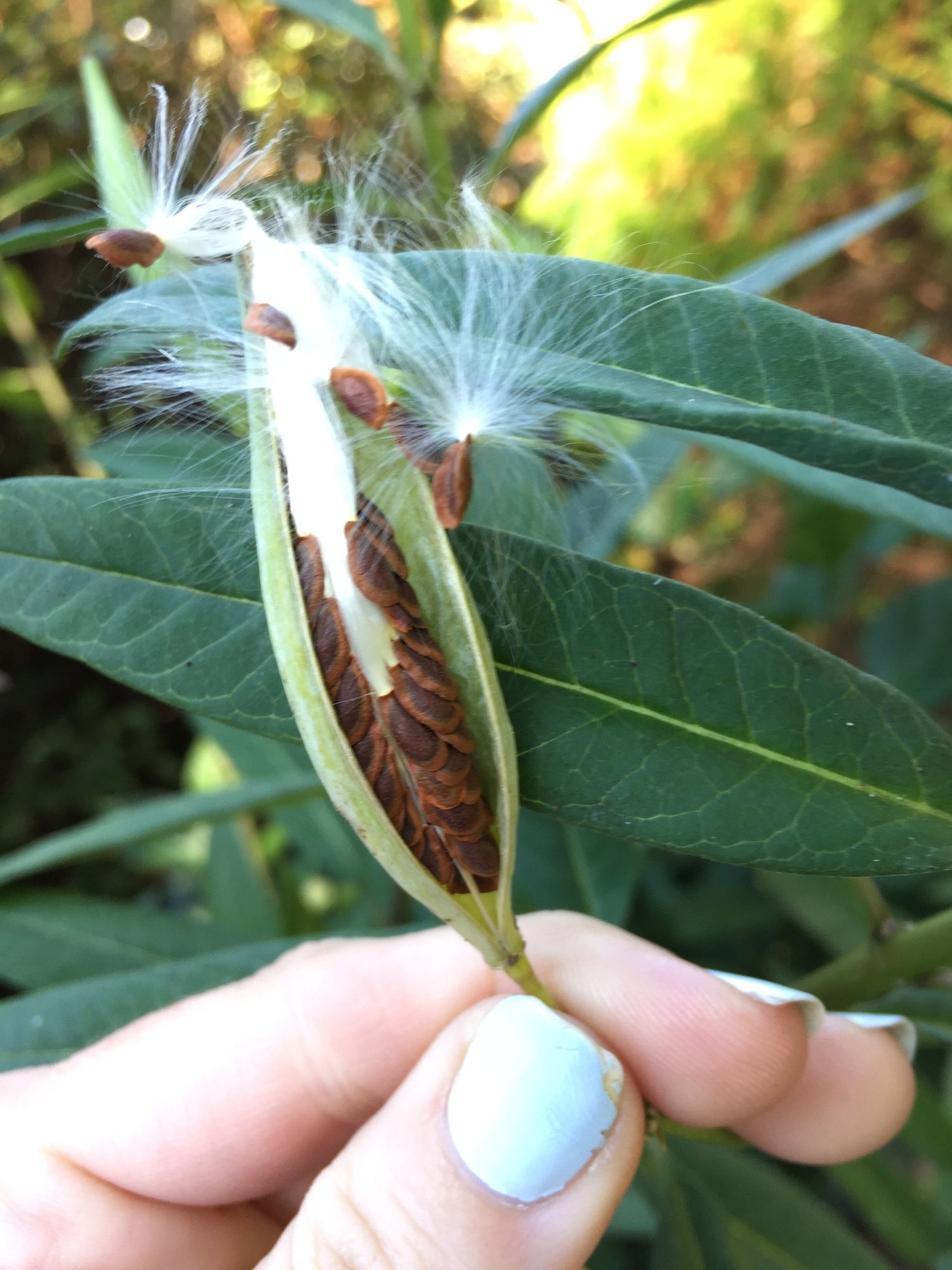 First open milkweed seed pod o... photo by cslyee on Garden Showcase