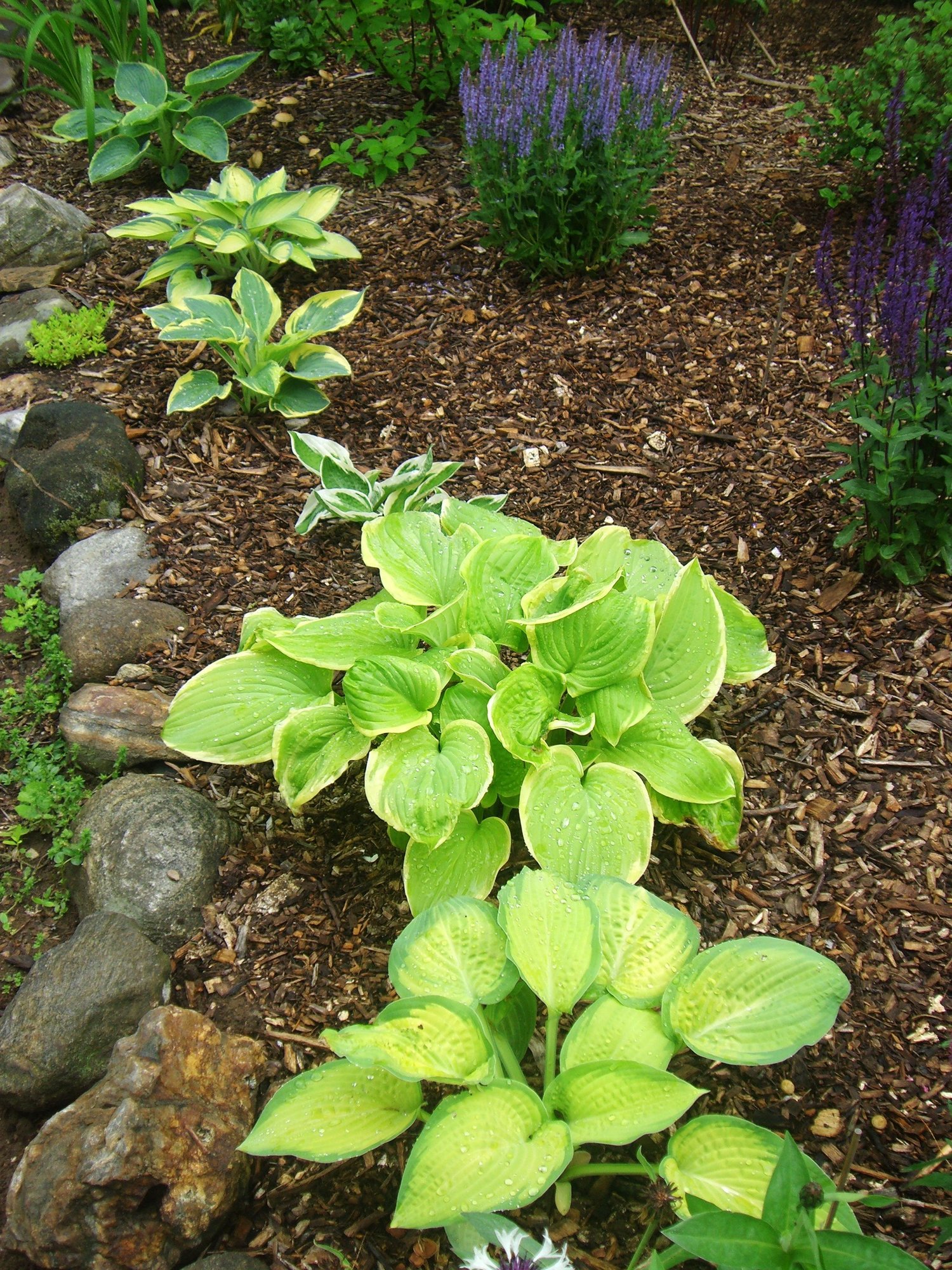 Hostas. photo by lovingsplant12 on Garden Showcase