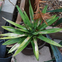Agave victoriae regina shade grown moved to sun and fried pretty badly.  But recovered now.