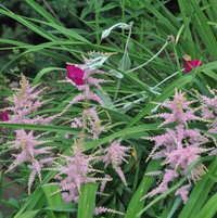 Lychnis flowers weave around the pink Astilbe in the front garden