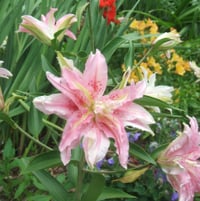 lilies, altroemeria, gladiolus