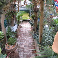 Here\'s the look down the central aisle where the rope path allows our parrot to peruse the back yard without having to go to the ground (she can\'t fly) and deal with the dogs.  Room for plants is getting scarce, so many new plants now live in pots on little plants stands or palm trunks about the yard