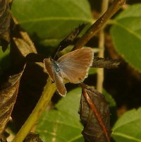Ceraunus Blue (Hemiargus ceraunus) Female