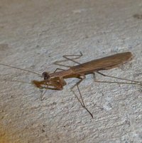 Carolina Mantid (Stagmomantis carolina)