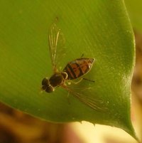 Flower Fly (Toxomerus marginatus)