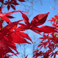 Japanese maple (november)