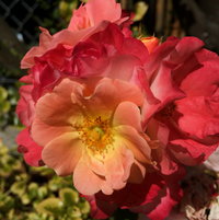 peach drift groundcover rose