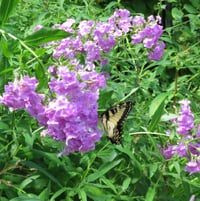 phlox with swallowtail