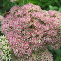 Sedum 'Autumn Joy'--bee magnet