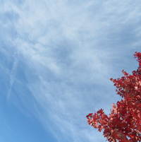 Carolina blue sky touched by changing red leaves ..