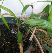 Trachycarpus geminisectus... started out with 6 seedlings and have 2 left... but not much larger than this... probably not good candidates for survival... but already on the property in greenhouse.