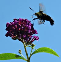 Clearwing Moth over Buddleja davidii