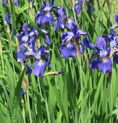 Japenese Iris