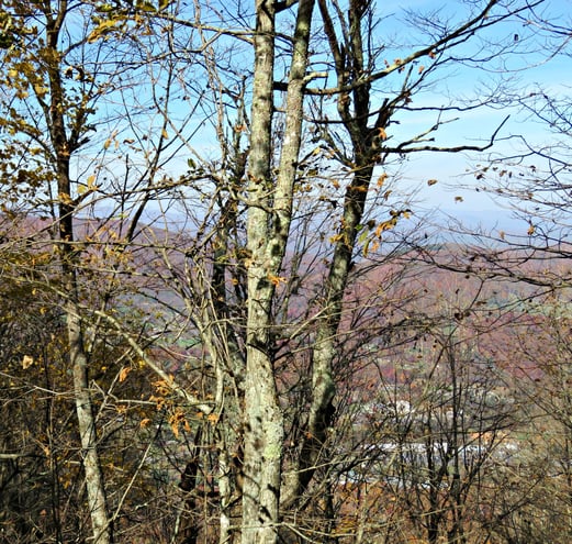 Leafless trees on Mt Jefferson .. looking below ..