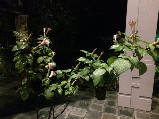 Datura, in the evening, Triple blooms, toxic, but worth it.