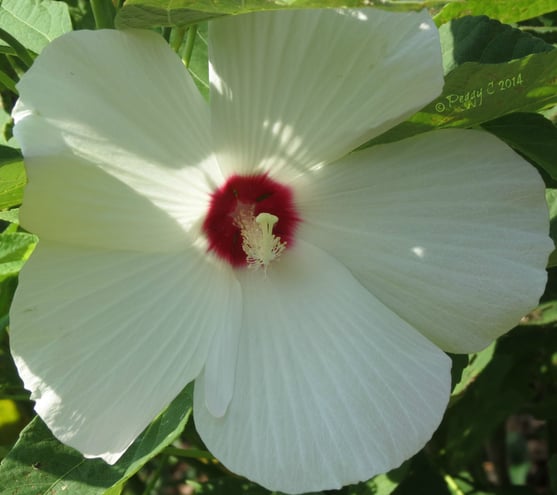 Rose of Sharon [ a variety of Hibiscus -  (Hibiscus Syriacus)