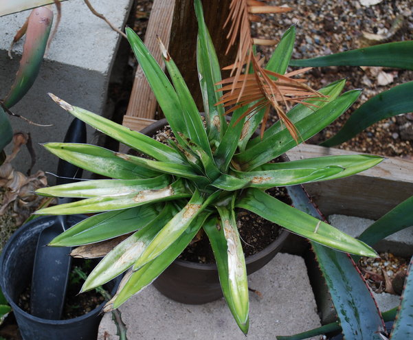 Agave victoriae regina shade grown moved to sun and fried pretty badly.  But recovered now.