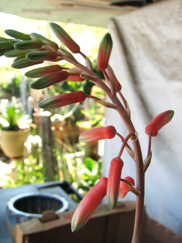 Aloe 'Wunderkind'- my garden