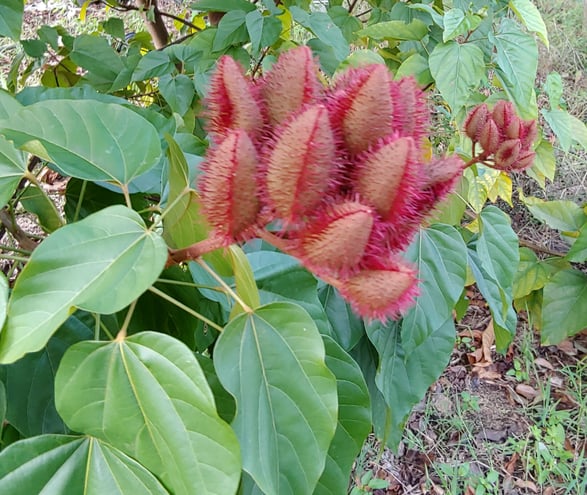 Annatto plant that has reached about 15 feet tall in my zone 9 garde.