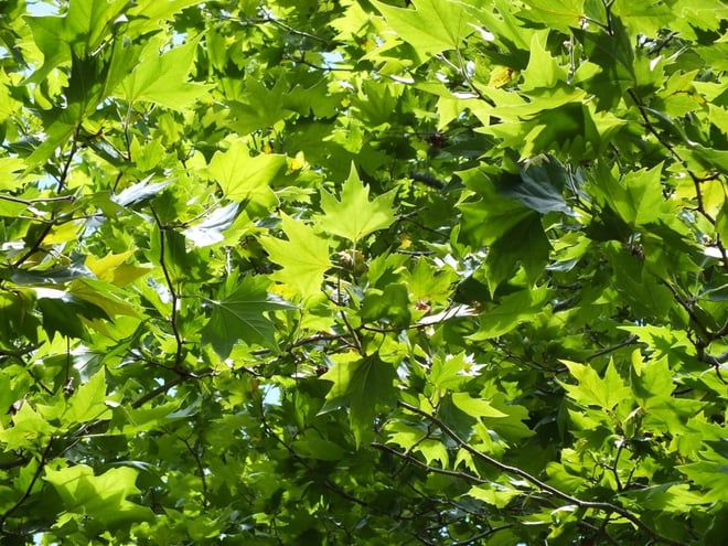 London Plane Tree foliage  (Platanus × acerifolia)