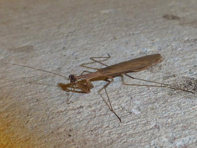 Carolina Mantid (Stagmomantis carolina)