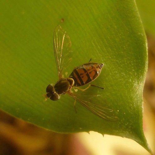 Flower Fly (Toxomerus marginatus)