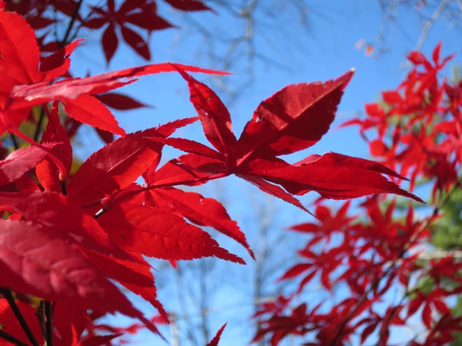 Japanese maple (november)
