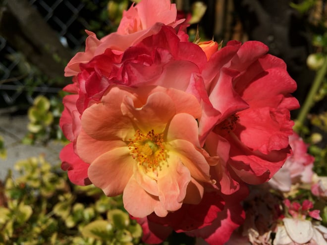 peach drift groundcover rose