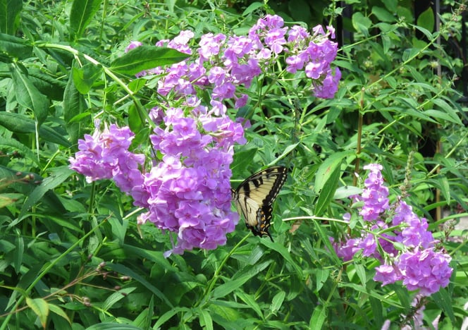 phlox with swallowtail
