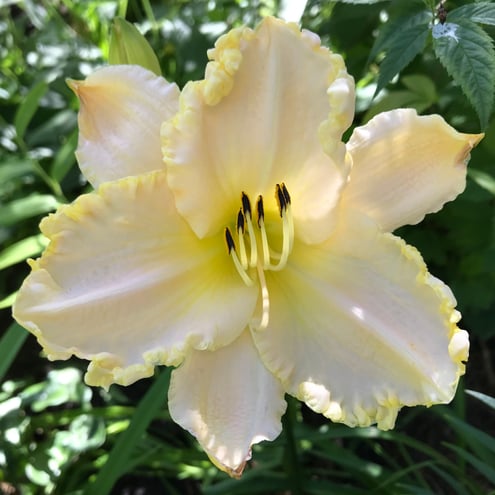 daylily 'Marque Moon'