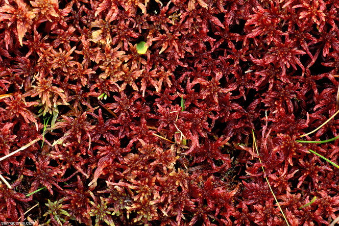 Sphagnum Moss - Red