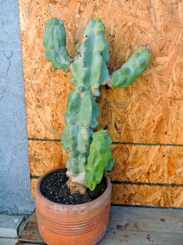 moved wife's favorite cactus up here... but too nervous to plant it until we live through a winter and see how really cold it gets here.