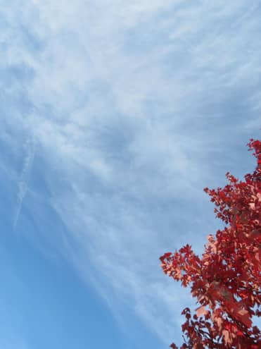 Carolina blue sky touched by changing red leaves ..
