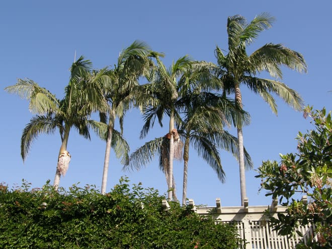This garden has a pretty nice palm collection as well as a great variety of unusual tropical and succulent plants.  These are rather common- king palms, but still very nice, healthy examples of some