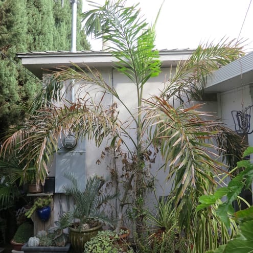 Wodyetia barely survives Tarzana in this excellent microclimate behind house... staying