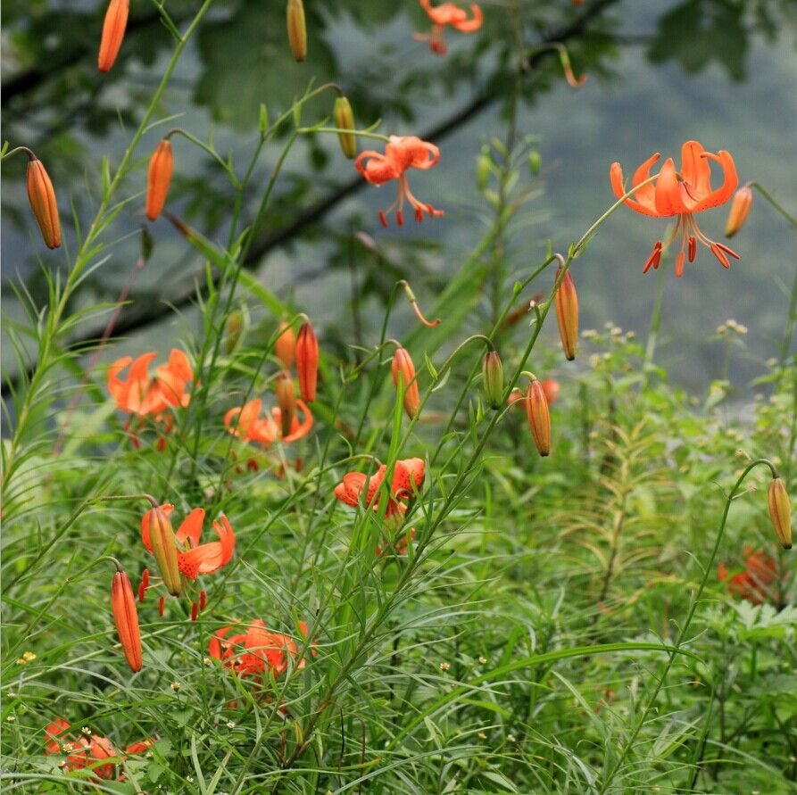 Lilium davidii photo by alpinegarden on Garden Showcase