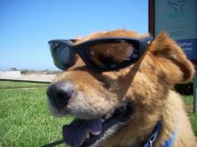 This Is Rusty, My $6,000 Dog! A More Loyal Animal Has Never Owned Me.