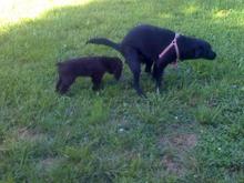 oreo (the lil one) and cupcake (the large one) my pups. and yes she is poopin