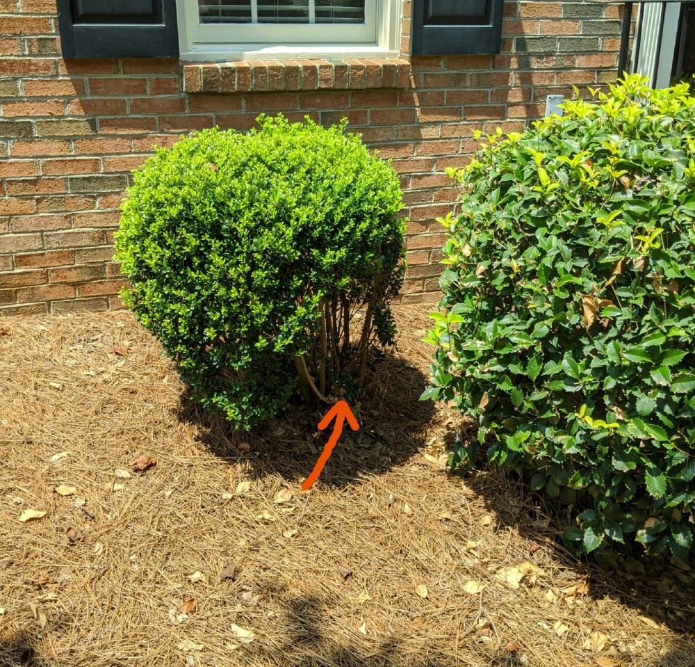 Shrub Shaping or Cutting Community Forums