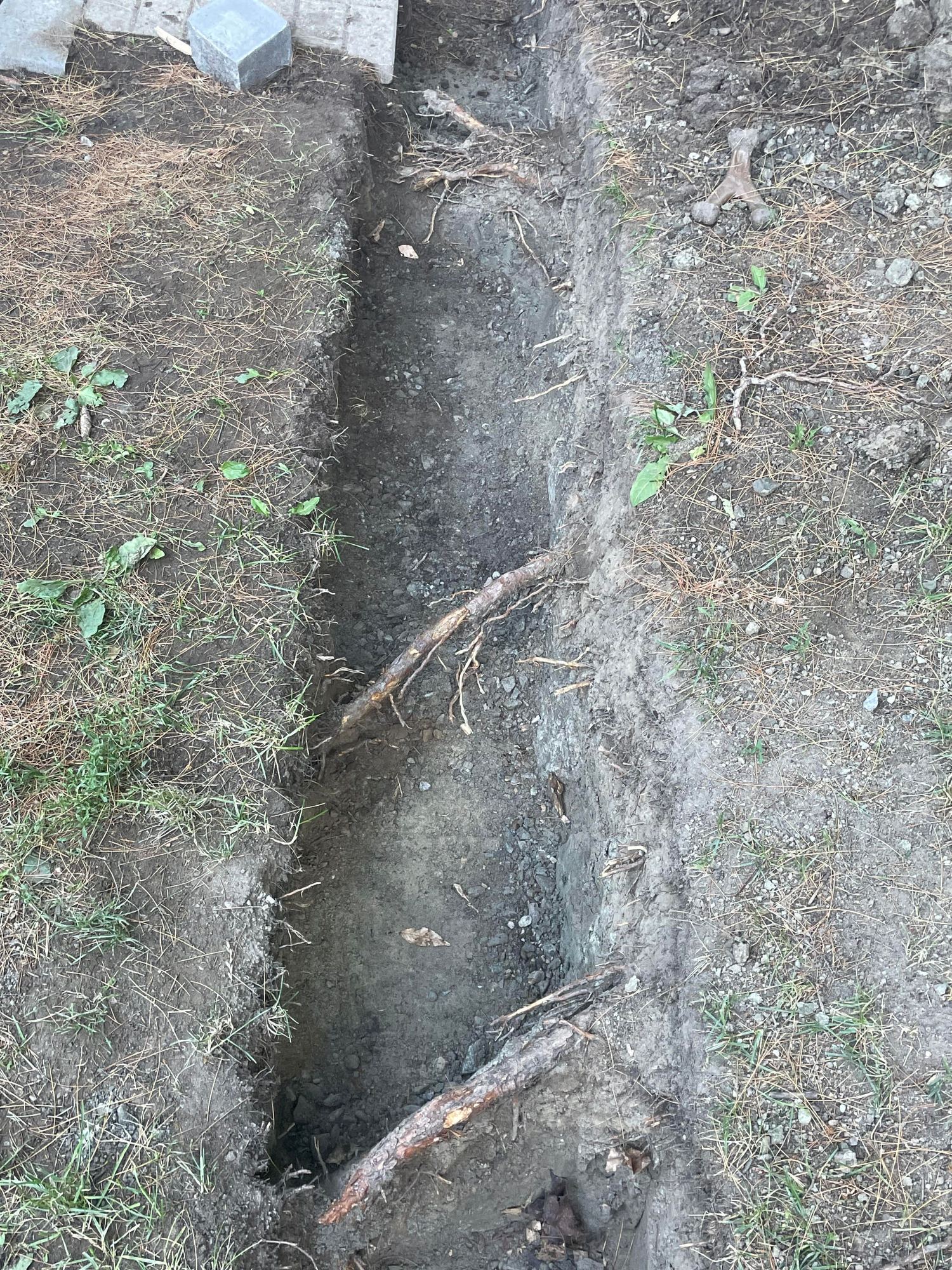 Will Cutting these Roots Kill My Tree? Community Forums