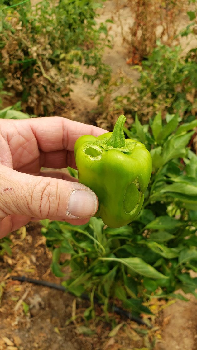 Holes in bell pepper. Community Forums