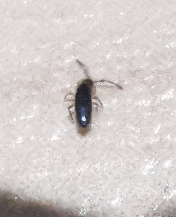 Identifying a Small Black Bug Found Inside?