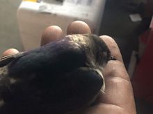 this poor guy feel about 20 after hitting a window. i have him a few shop towels to lay on to keep him warm in his final hours. Sorry Tweety.