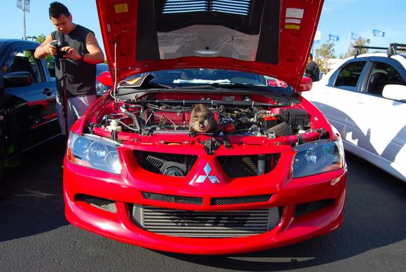 Darwin chillin in kimsan808's engine bay