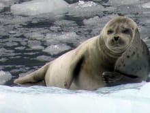 Harbor Seal warming up on the glacier ice.